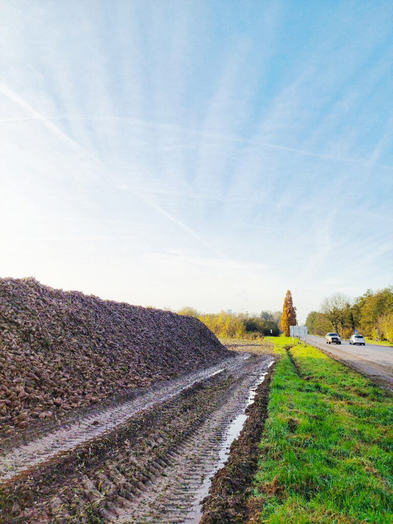 Longchamps - la balade des betteraves